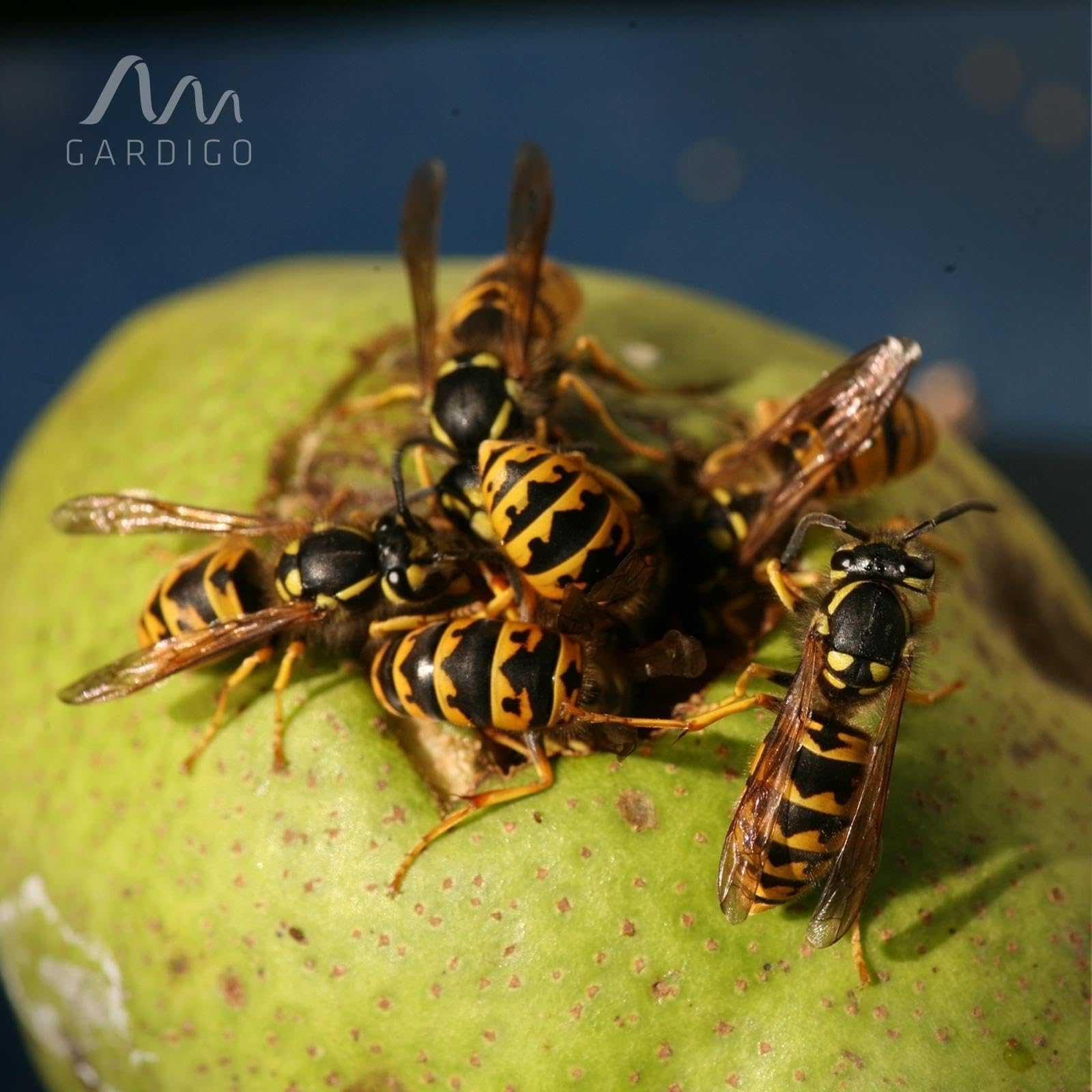 GARDIGO® Lot de 4 Piège À Mouches des Fruits, Attrape Insectes, Piège À Guêpes, À Usage Intérieur, avec Appât Naturel, Réutilisable, Fabriqué en Allemagne.