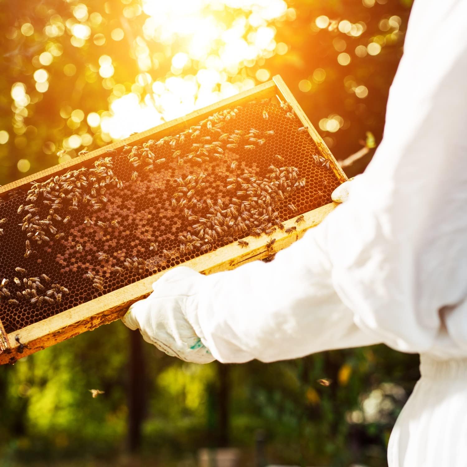Stoney Acres Beekeeping Beehive Box, 8 Frame Deep Assembled Super or Brood Honeybee Hive Box, Amish Made
