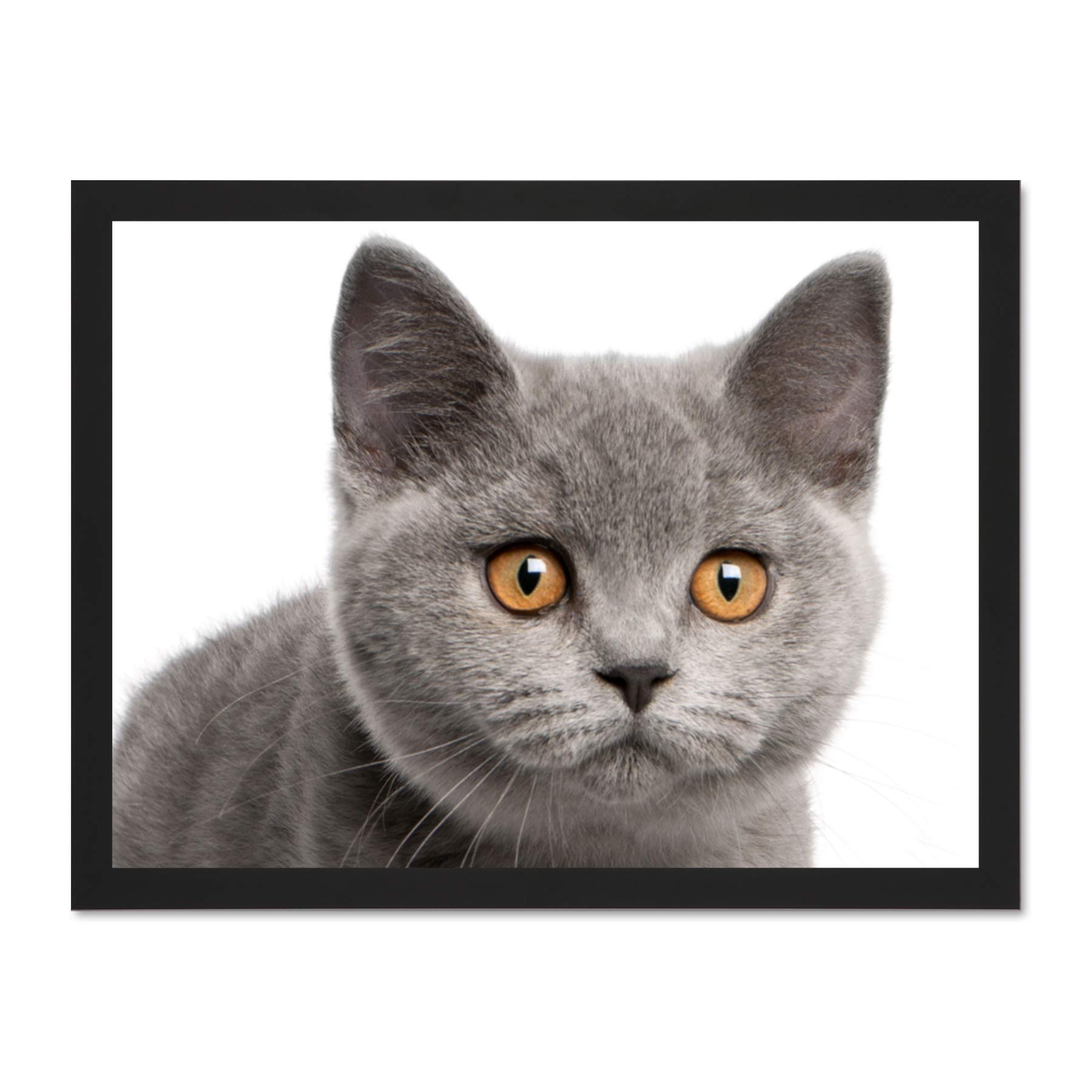 Wee Blue Coo British Shorthair Kitten Orange Eyes Photo Art Large Framed Art Print Poster Wall Decor 18x24 inch