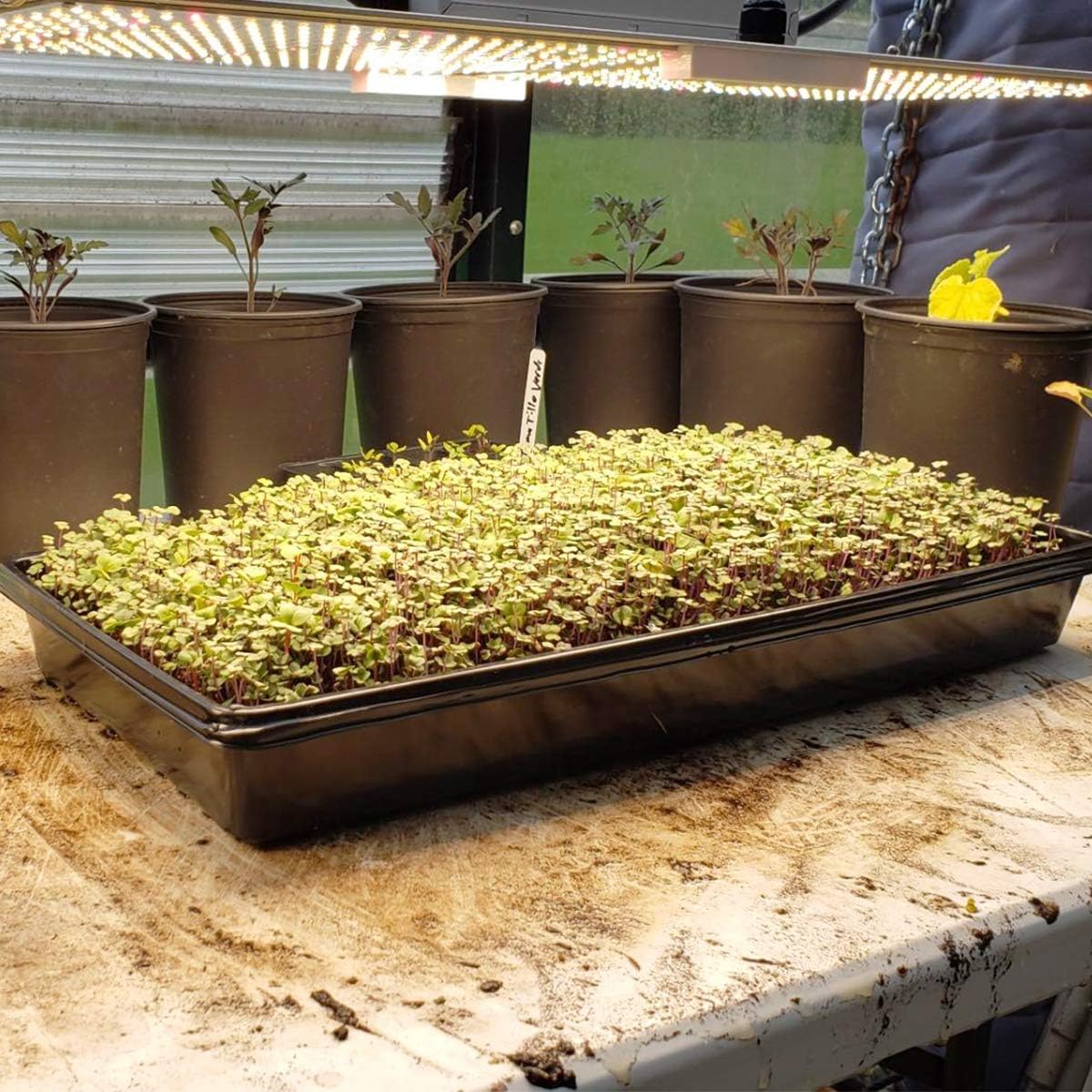 5 Pièces Plastique Plateau de Culture Plateau Semises Réutilisable Bac pour Plantation Noir pour Hydroponique en Serre Germination des Plantes de Semises (5, 10 x 20 inches)