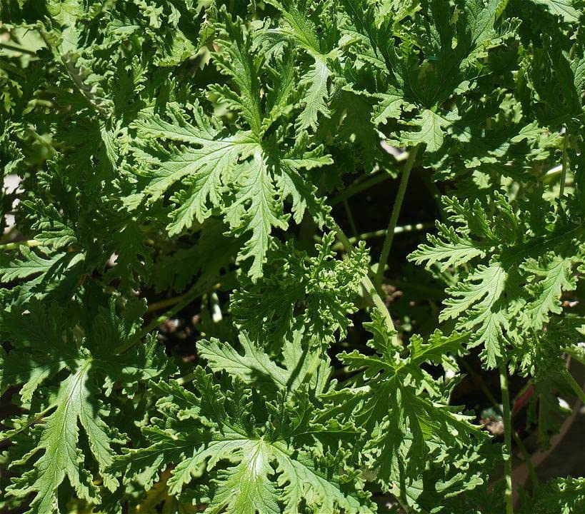 See full amazon price history chart for Platone Citronella, Odomas - Plant Platone Citronella, Odomas - Plant (B09T8PT15H) Amazon Price History, Amazon Price Tracker