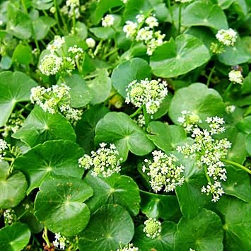 Gotu Kola Hydrocotyl asiatica - Grow Now or Store for Future Planting - Capsule of 50 Seeds