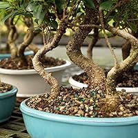 Vista 3 de Brussel's Bonsai - Árbol bonsái para interiores, M