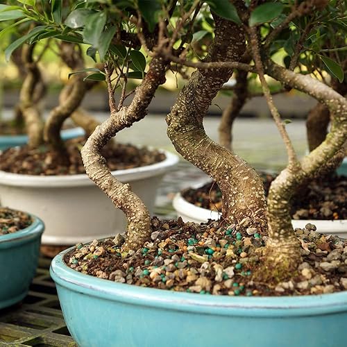 Miniatura 3 de Brussel's Bonsai - Árbol bonsái para interiores, M