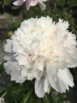 Daylily Nursery Shirley Temple Peony