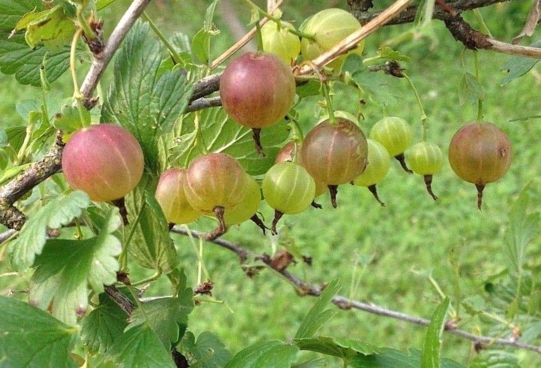 15 pixwell red Gooseberry Seeds
