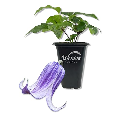 Clematis Roguchi - Live Starter Plant in a 2 Inch