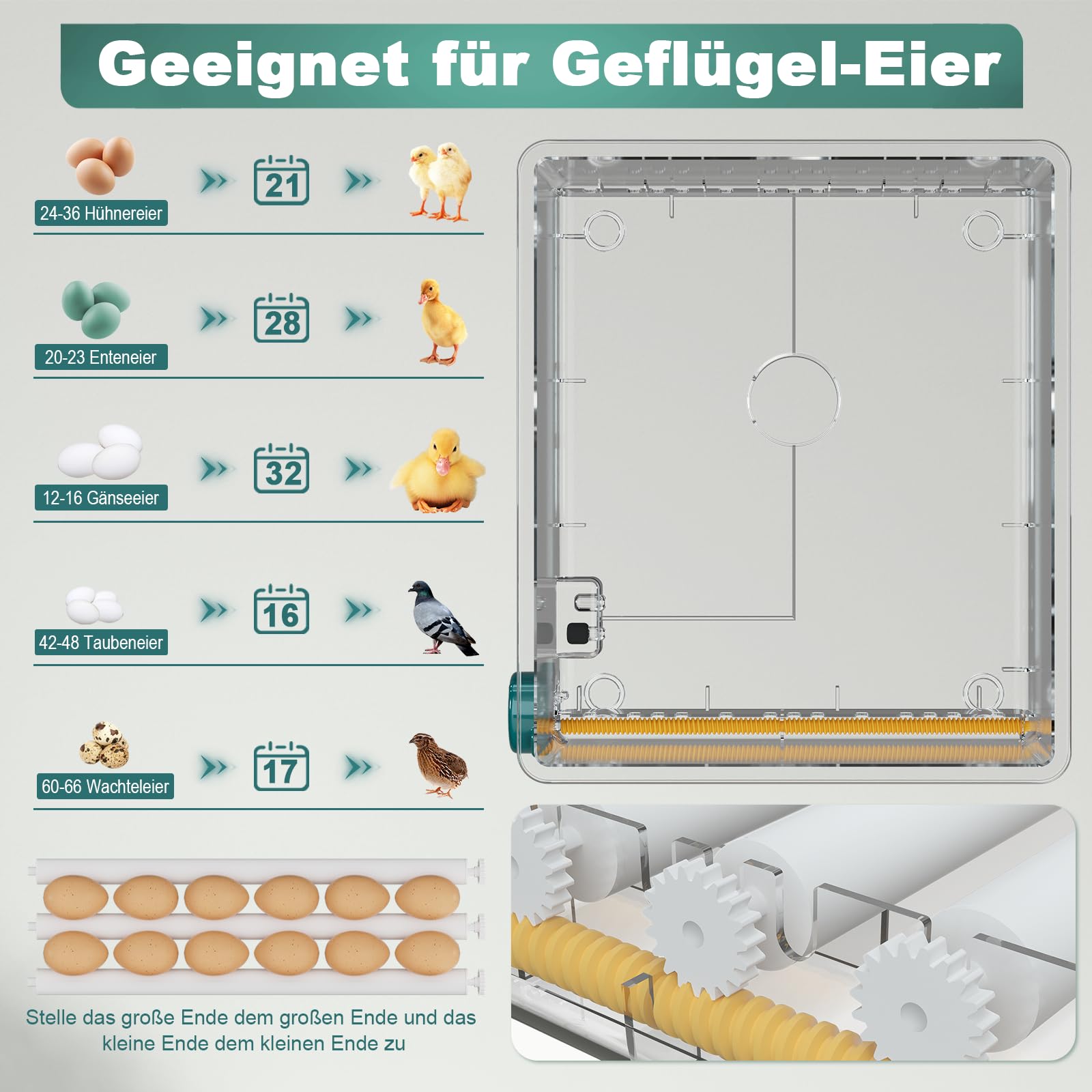 CoInceptus Brutautomat Vollautomatisch, Inkubator Hühner 24-36 Eier mit Automatischem Eierwenden und Automatischer Wasserzugabe, Brutkasten Hühner mit Vier Automatischen Inkubationsmodi