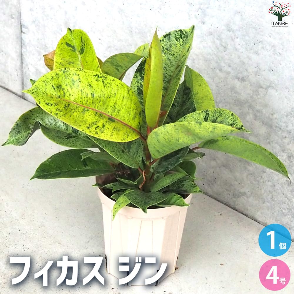 フィッカス・ジン　SPILAL インテリアポット入り‼️ no2 Amazon｜ITANSE フィカス ジン 4号 1個売り【品種で選べる観葉