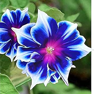 CHUXAY GARDEN Blue White Morning Glory 100 Seeds Showy Accent Plant Native Wildflower