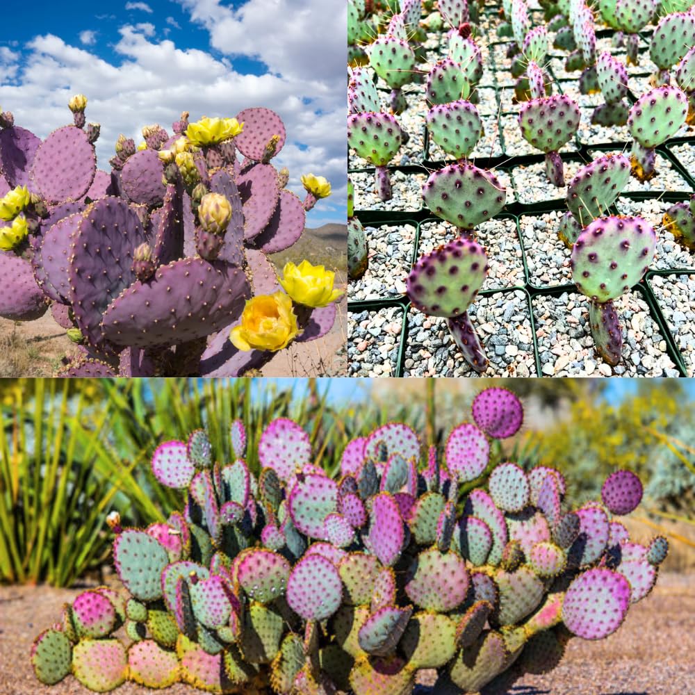 Amazon.com : Purple Prickly Pear Cactus Plant Live Potted, 3-5 Inch Tall, Prickly  Cactus Live Plant Indoor Outdoor : Patio, Lawn & Garden