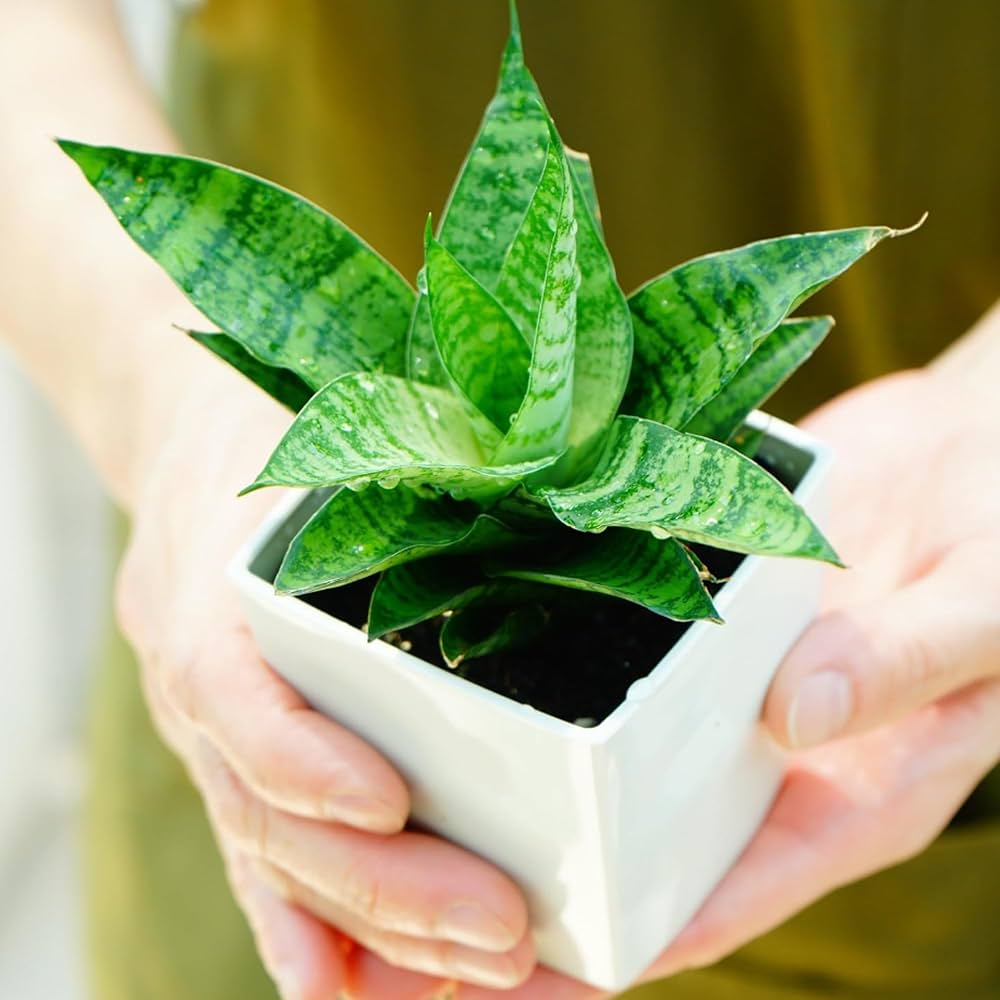 サンスベリア Sansevieria Shinkansen B サンスベリア Sansevieria Shinkansen B - メルカリ