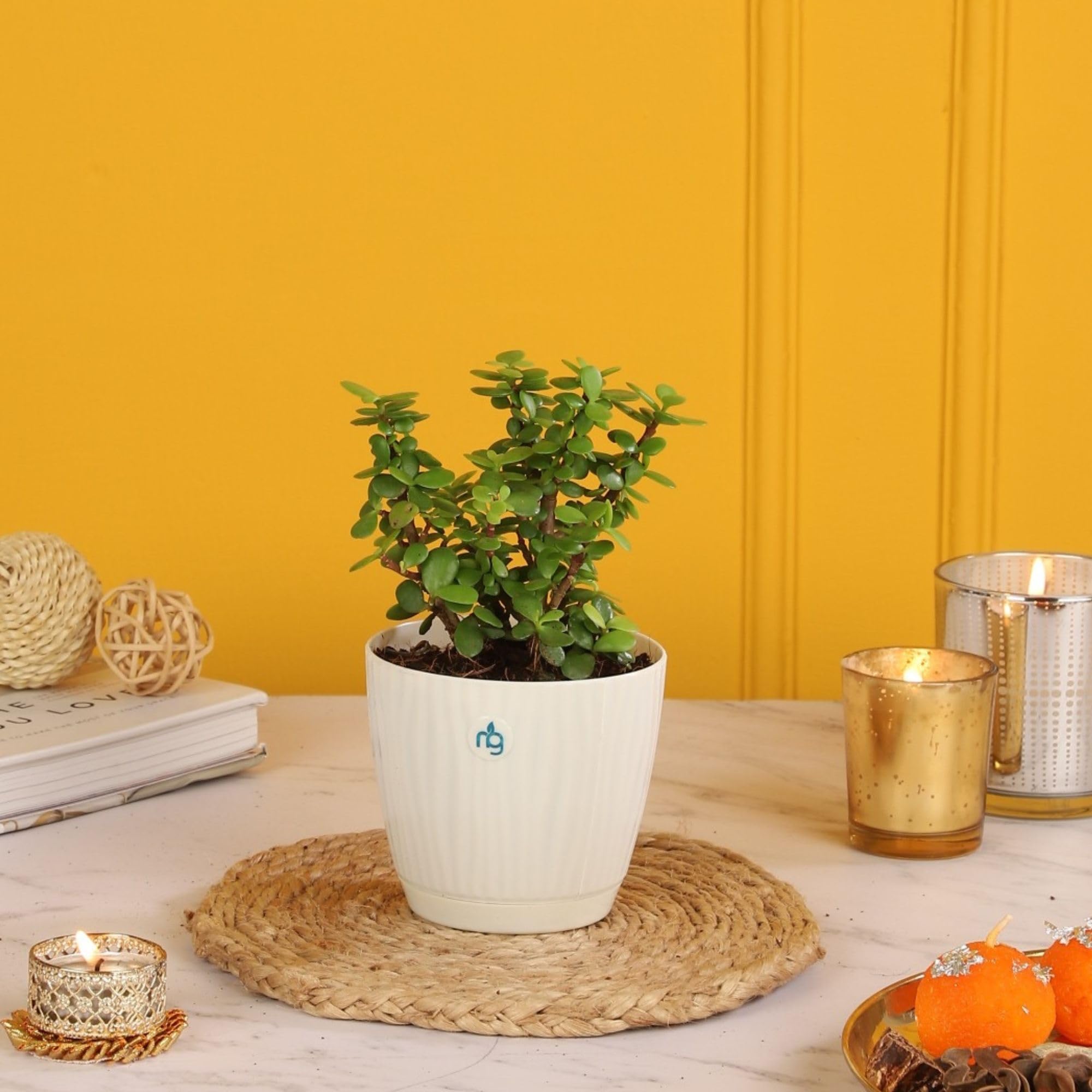 Nurturing Green® Jade Plant in Ivory Self-Watering Pot (Size: 3.7 Inch Wide) | Low Maintenance Plant | Stylish Plants | Ideal for Living room | Indoor Plants for Living Room | Live Plants With Pots (B0DFGJ4L1H) Amazon Price History, Amazon Price Tracker