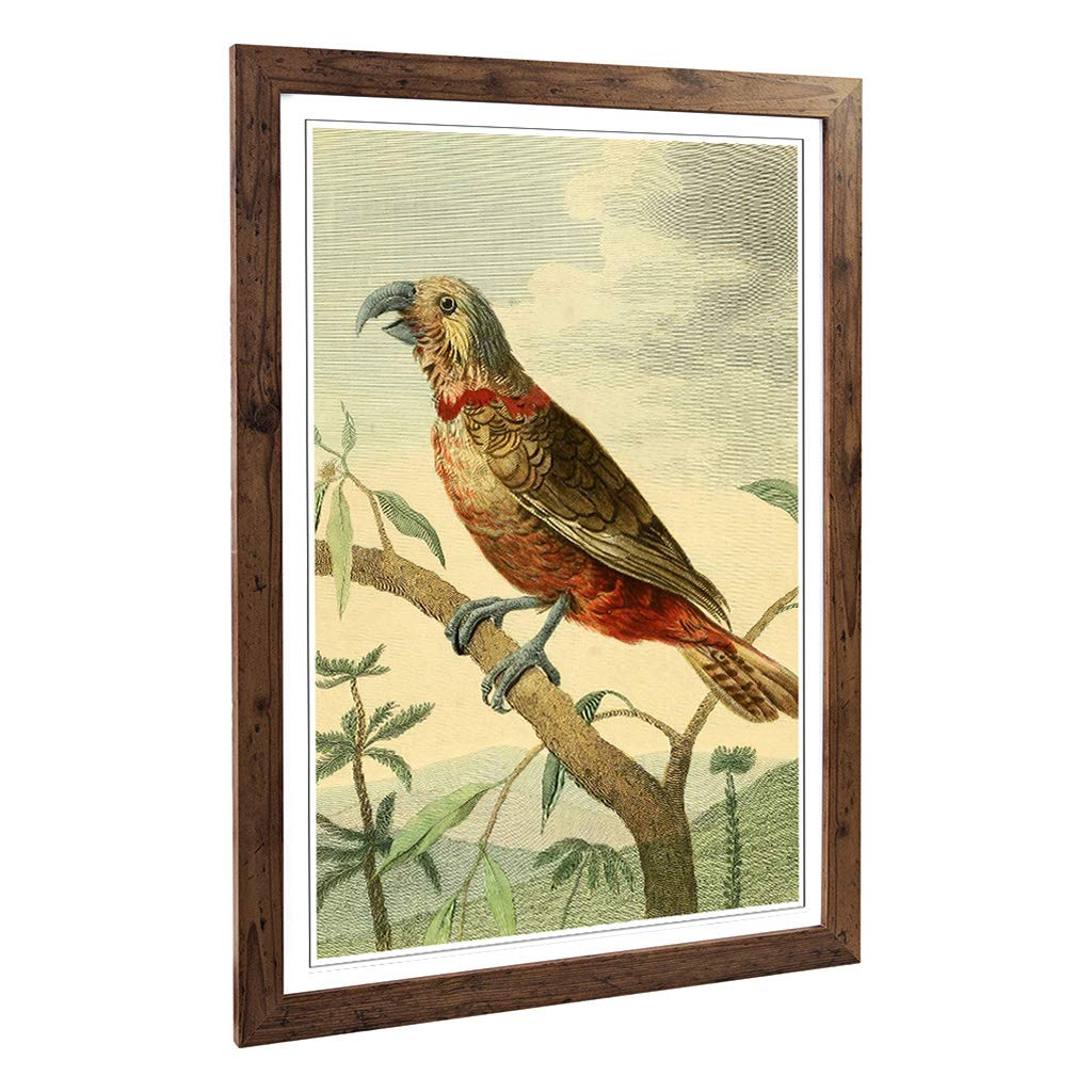 Big Box Art Framed Print of Vintage Charles R Ryley Southern Brown Parrot Design | Wall Art Picture| Home Decor for Kitchen, Living Room, Bedroom, Hallway, Walnut, A2 / 24.5x18 Inch / 62x45cm
