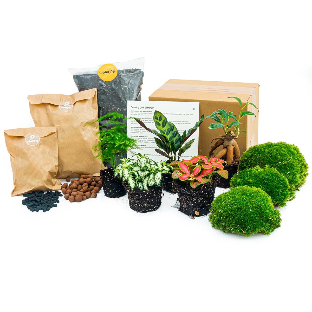 Planten Terrarium Paket – 5 Terrarium Pflanzen, Nachfüll- & Startset für DIY Terrarium, Mini Ökosystem