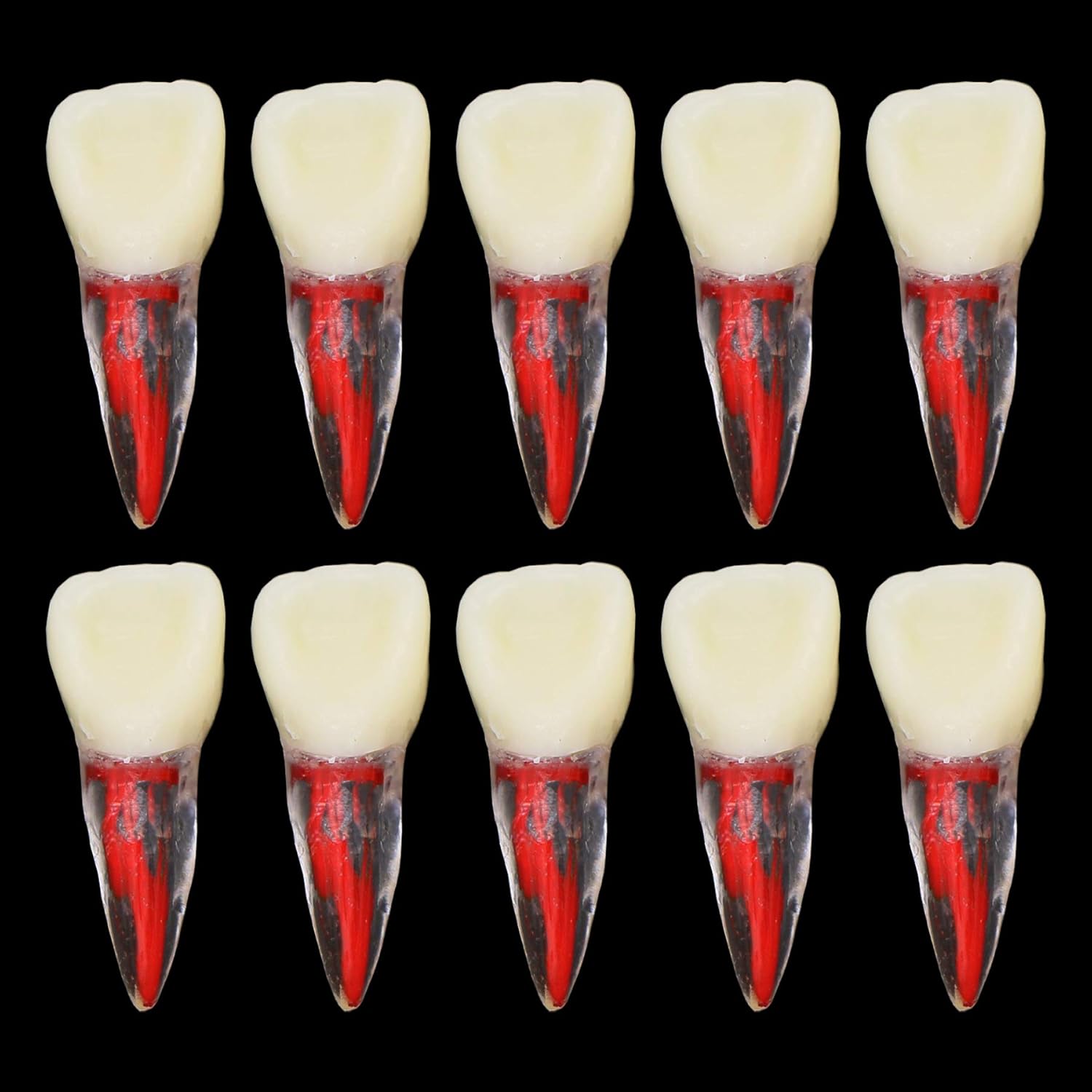 10Pcs Teeth Root Canal Model Endodontic File RCT Practice Pulp for Teaching Study M807 11#