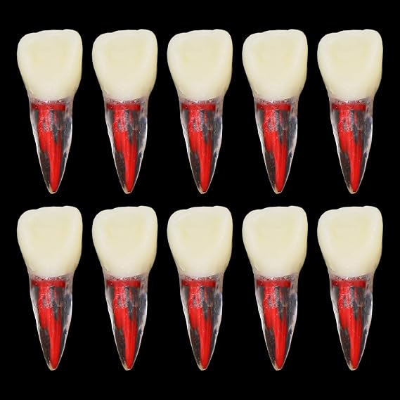 10Pcs Teeth Root Canal Model Endodontic File RCT Practice Pulp for Teaching Study M807 11#