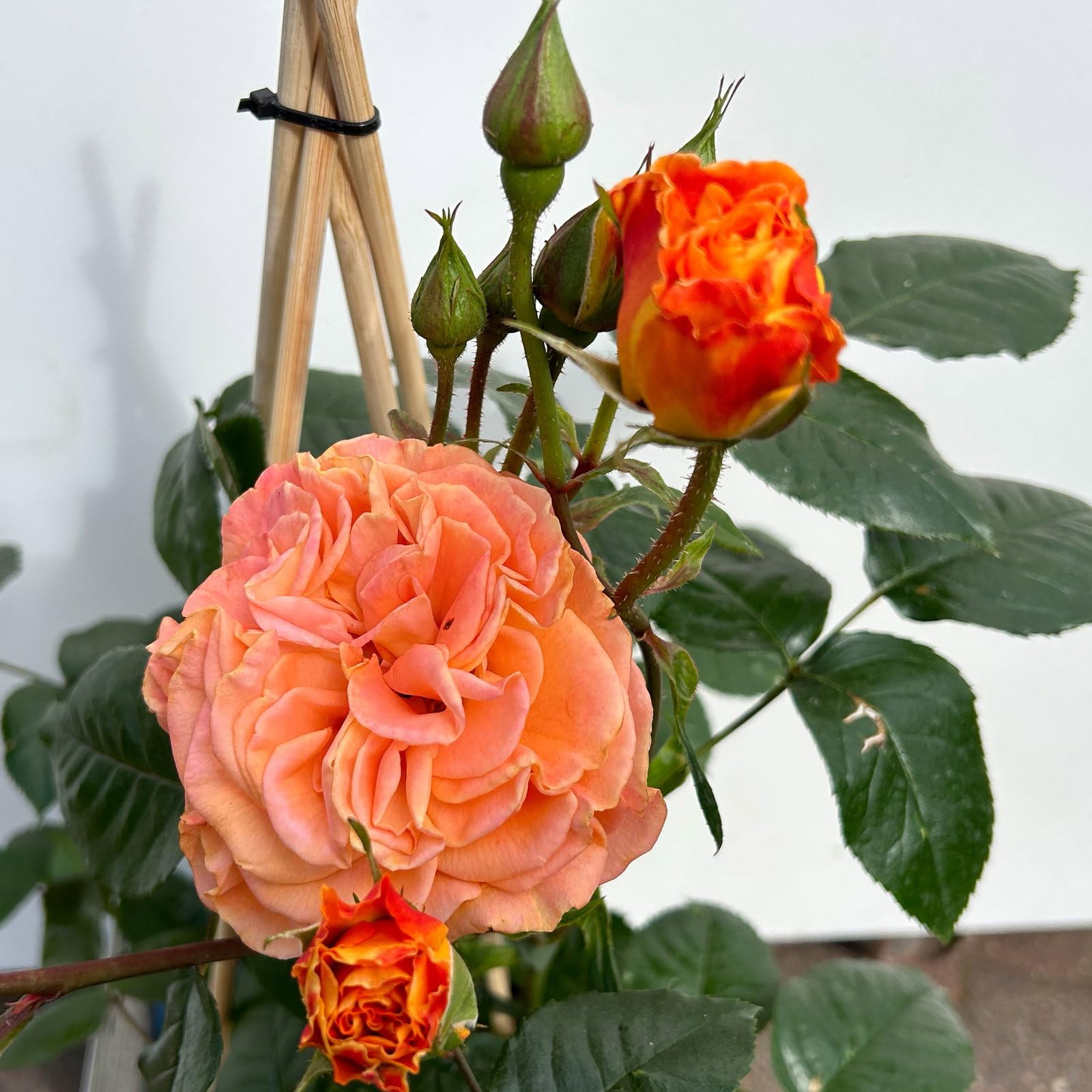 Beetrose „Westzeit®“ - apricotfarben blühende ADR-Topfrose im 5 L Topf - frisch aus der Gärtnerei - Pflanzen-Kölle Gartenrose
