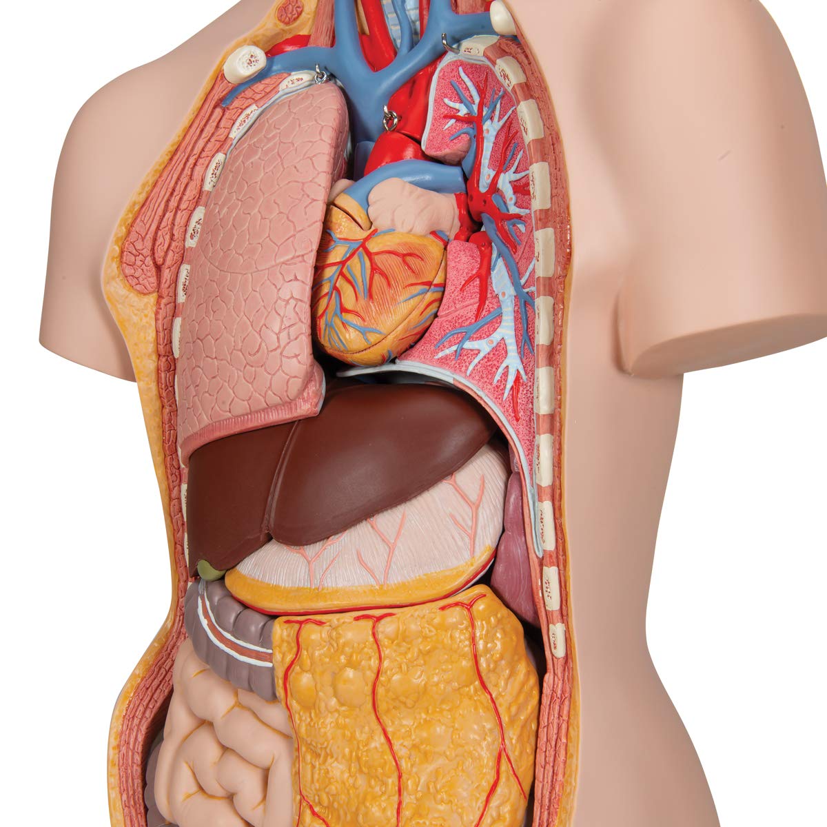 3B Scientific® Torso Humano de Anatomía – Modelo Clásico de 18 Partes sin Sexo con Espalda Abierta, Órganos Desmontables, Tamaño Real + Smart Anatomy App (Garantía de 5 Años)
