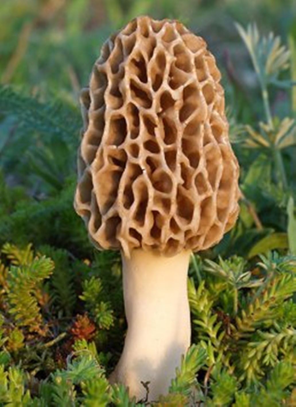 25G Morchella Mushrooms Spores on Dry Seeds Grow Your Mushrooms At Home Morel Garden …