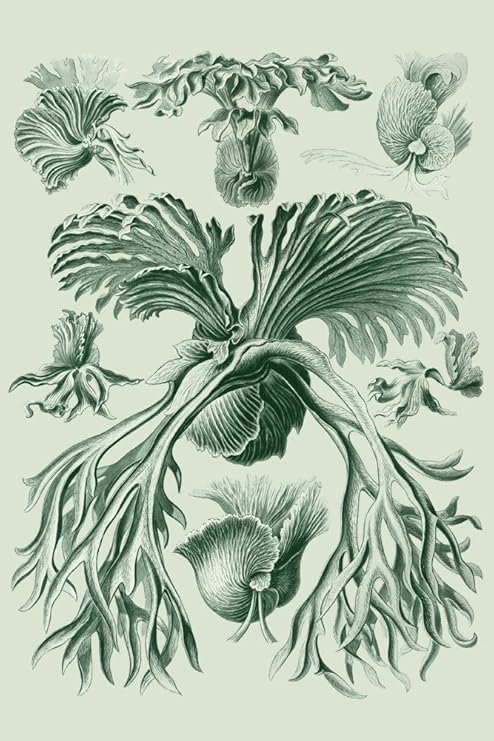 Amazon Com Art Forms Of Nature Filicinae Ferns Ernst Haeckel Artwork 805 12x18 Gallery Quality Metal Art Posters Prints Amazon Com Art Forms Of Nature Filicinae Ferns Ernst Haeckel Artwork 805 12x18 Gallery Quality Metal Art Posters Prints