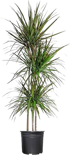 Dracaena Marginata - Árbol de dragón de Madagascar, 4 pies de alto, hermosa planta de casa de calidad florista