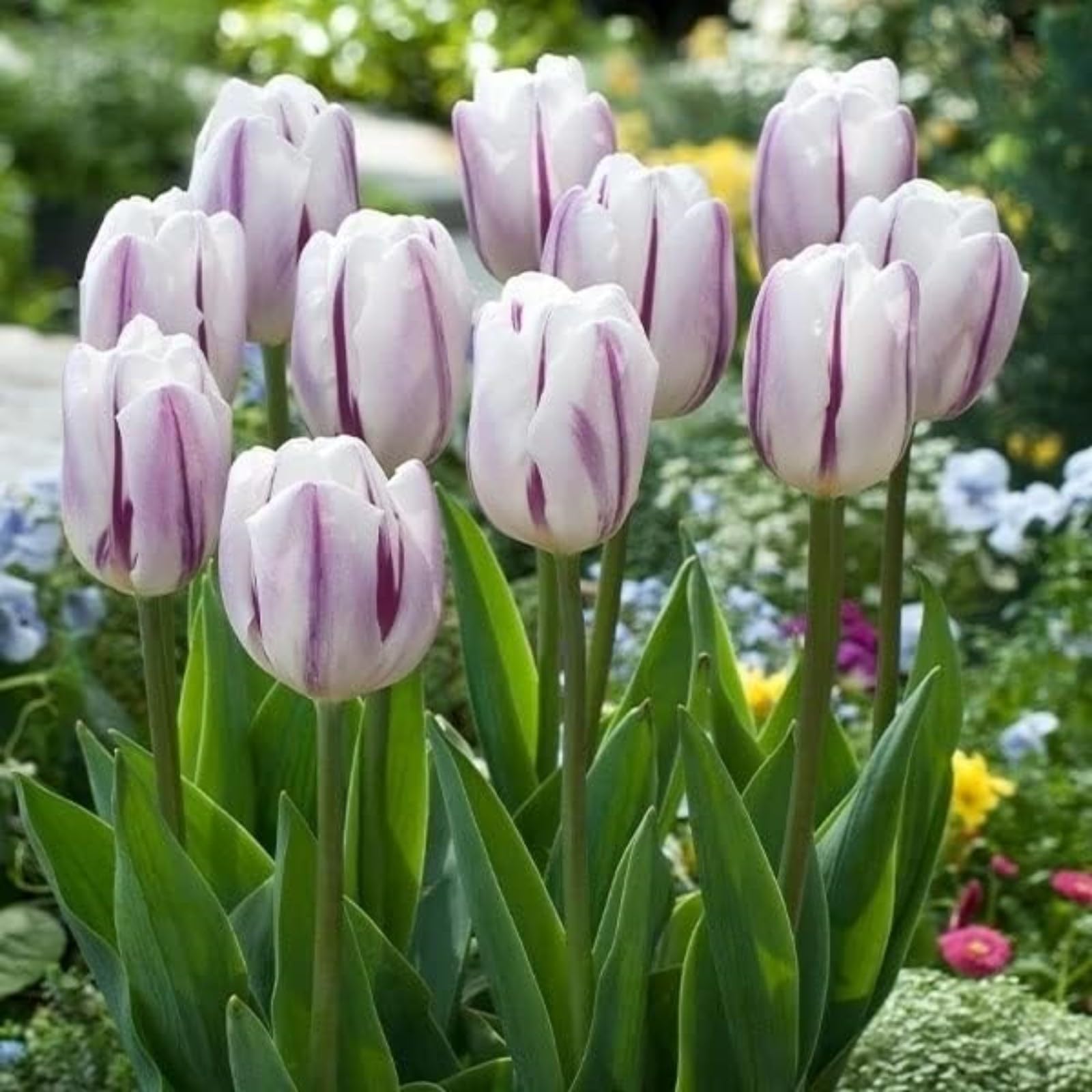 Tulip Bulbs,Flowering Rhizome,Hardy,Excellent Display,Greening Flower,Tulip Tubers UK,Cut Flowers,Good for Containers,Flowering Root,Perennial,Iridescent,Balcony Garden Bulbs.-5Bulbs-D