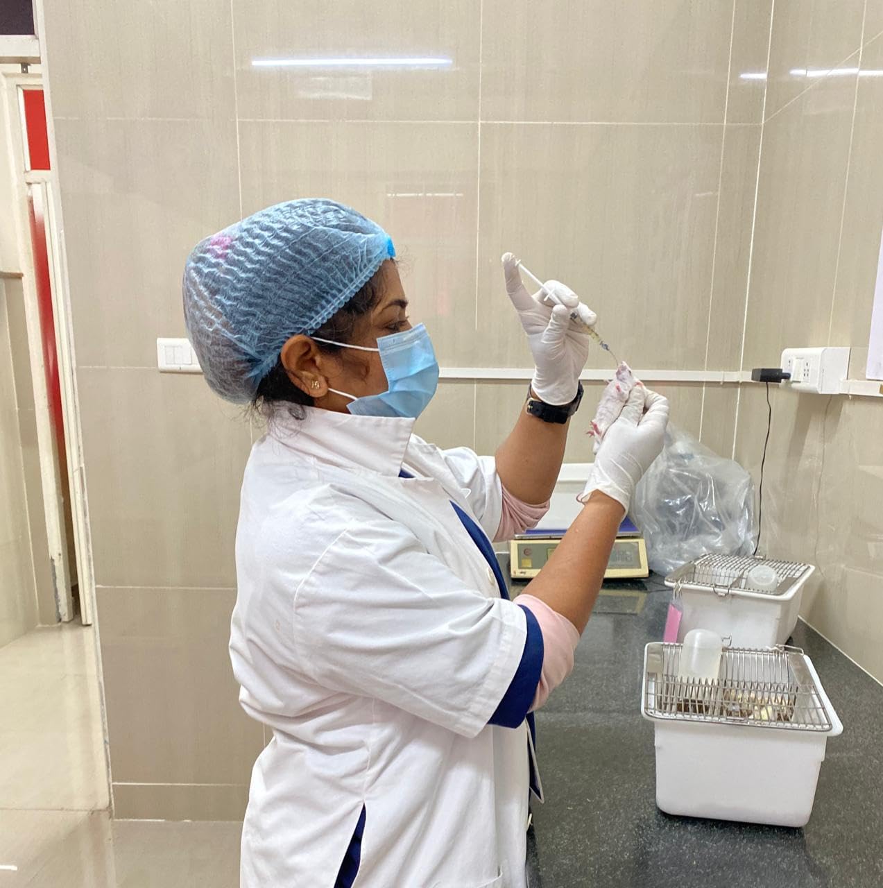 Birds' Park Oral Gavage cannuala 22Gx1.5 inch Ball tip Curve Reusable - Good for Mice 4 pcs