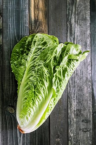 Miniatura 3 de Semillas Lechuga Romaine para ensalada Heirloom Vegetal para plantar sin OMG
