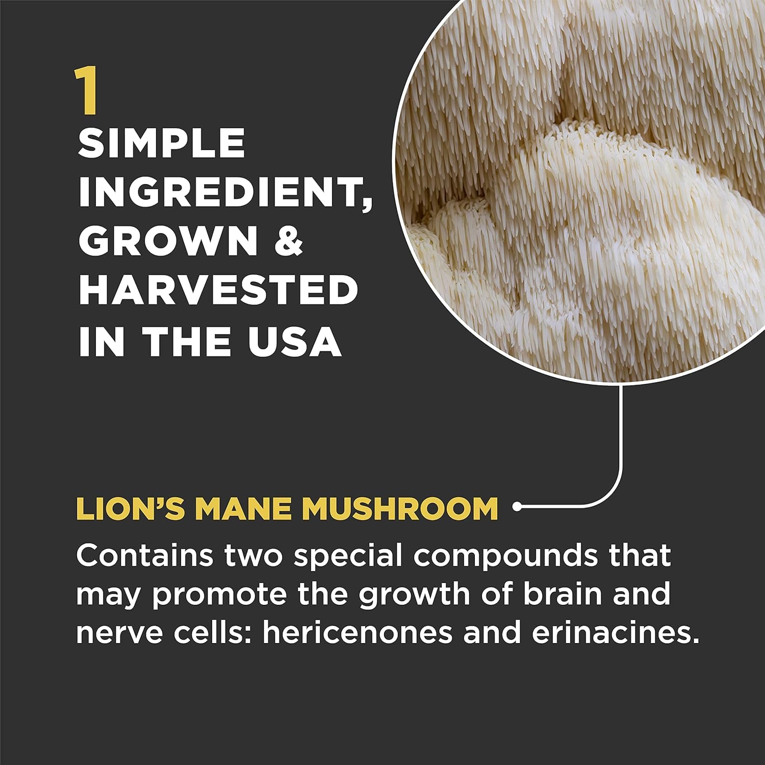 Super Snouts Lion's Roar, probiotiques pour chiens, aide système immunitaire et digestion, pot 75 gr