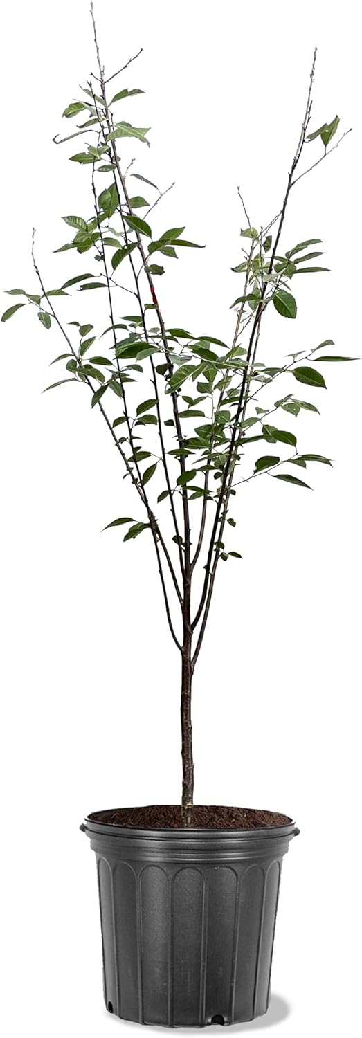 American Plant Exchange Cherry Tree 'Rainier Sweet' Semi-Dwarf – Live Fruit-Bearing Plant, 5-Gallon Pot, Cold Hardy, Sweet Edible Cherries for Outdoor Orchards and Landscapes