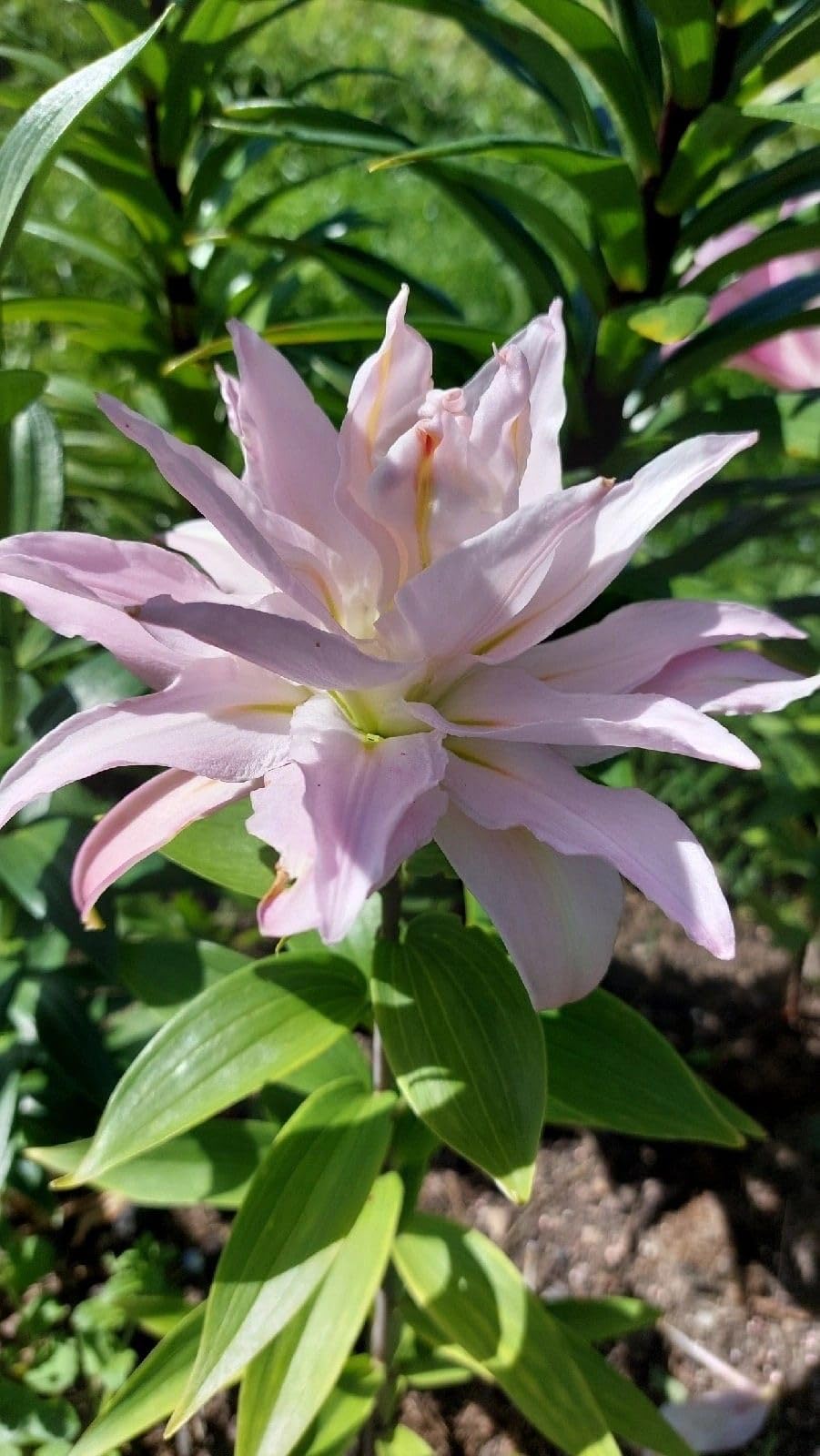 SVG® Oriental lily Double Imported Flower Bulbs All season for Your Home and Gardening Pack 2 bulbs (PURPLE)
