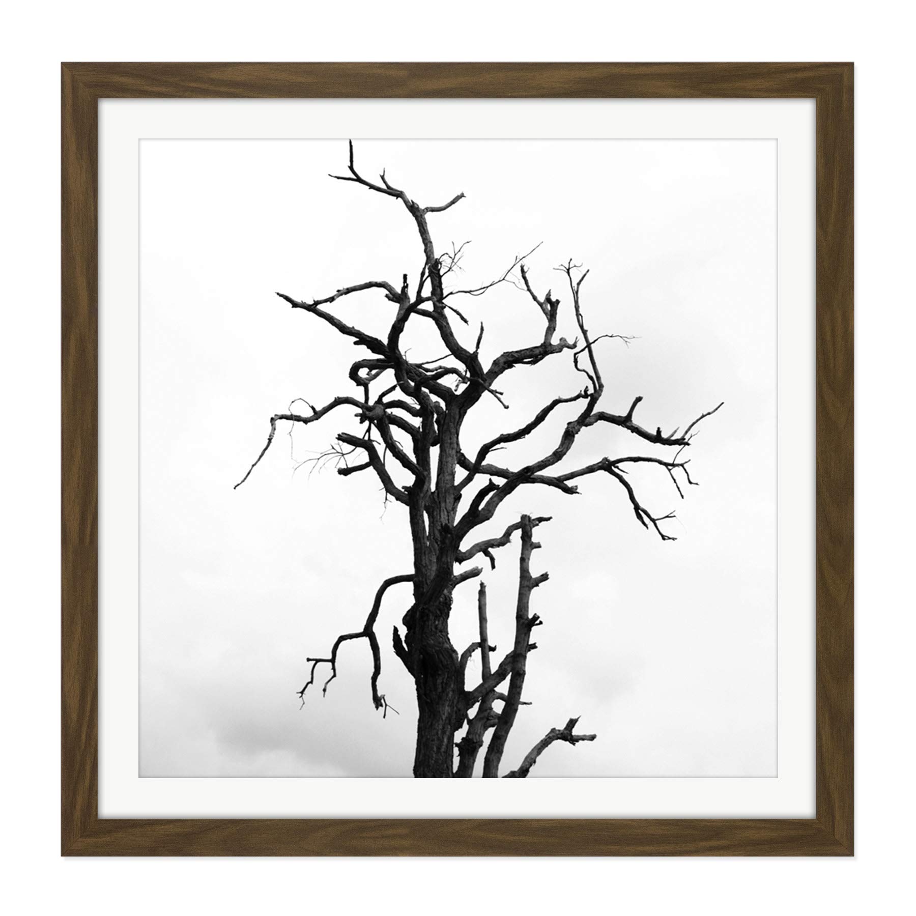 Artery8 Lone Dead Tree Silhouette Black White Square Wooden Framed Wall Art Print Picture 16X16 Inch