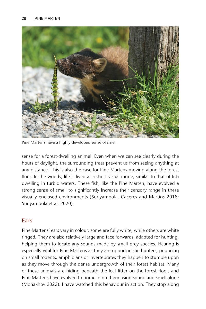 Pine Marten: The Secret Life of Martes martes (Pelagic Monographs)