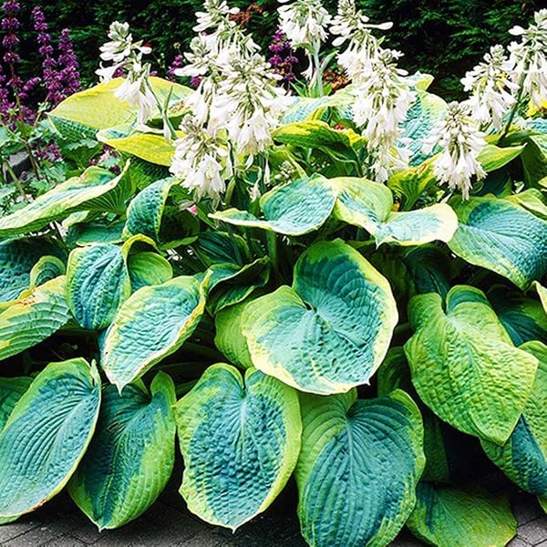 COTTO Jardin Hosta Plante – Rhizome Hosta Fire and Ice – Plantes Exterieur Vivaces Hostas – Bulbes de Fleurs à Planter Exterieur – Bulbe Fleur Résistantes à l'Hiver - 1