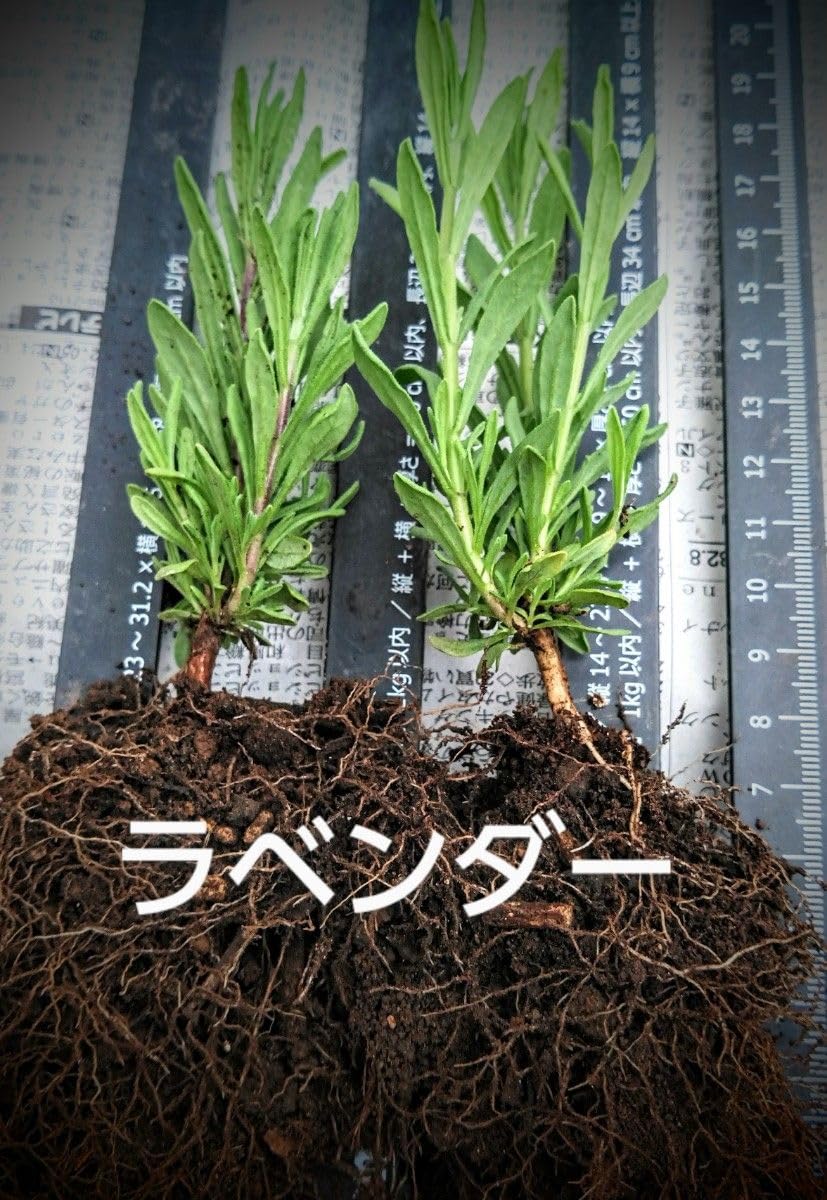 Amazon.co.jp: ラベンダー 抜き苗 2本 ハーブ この春発芽した苗 Amazon.co.jp: ラベンダー 抜き苗 2本 ハーブ この春発芽した苗