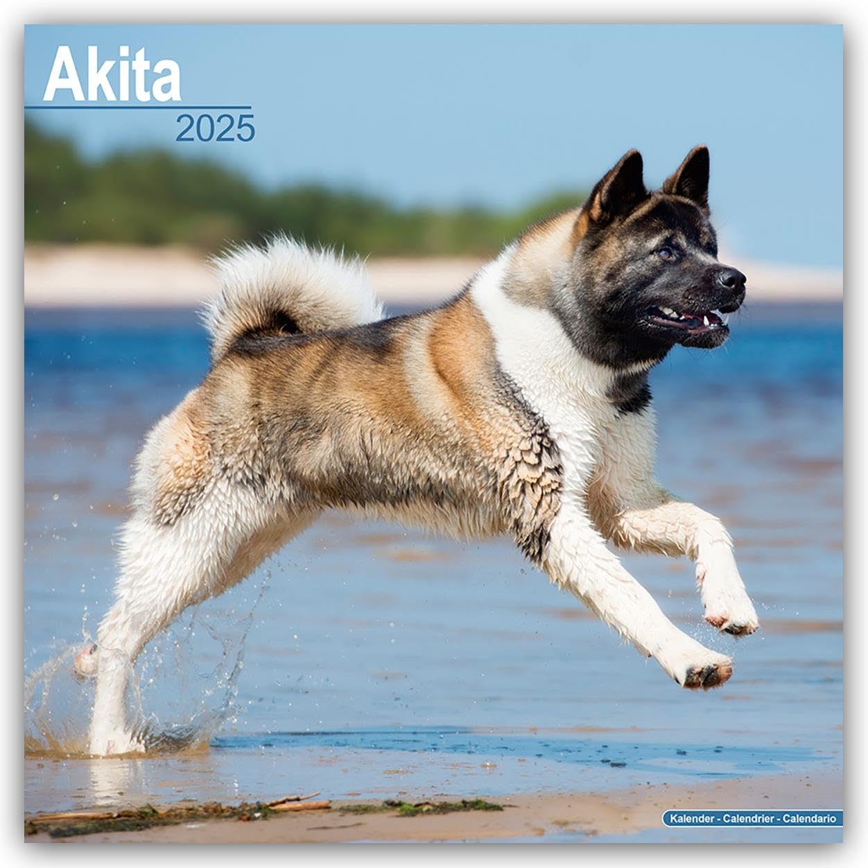 Akita 2025 Square Wall Calendar | Dog Breed Calendar