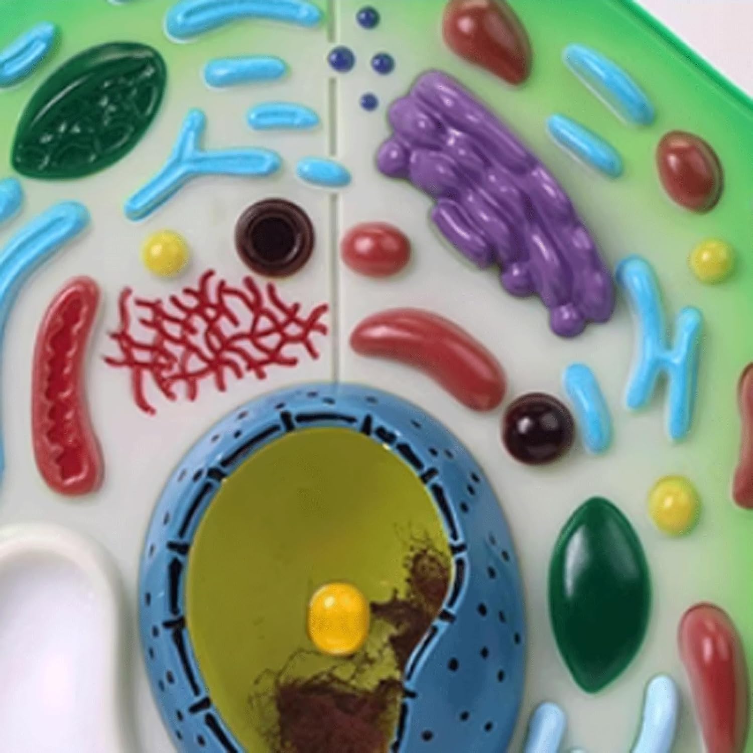Model anatomiczny komórki roślinnej, wyjmowany model organelli chloroplastowych, stereoskopowe narzędzie dydaktyczne do prezentacji w ramach nauczania biologii.