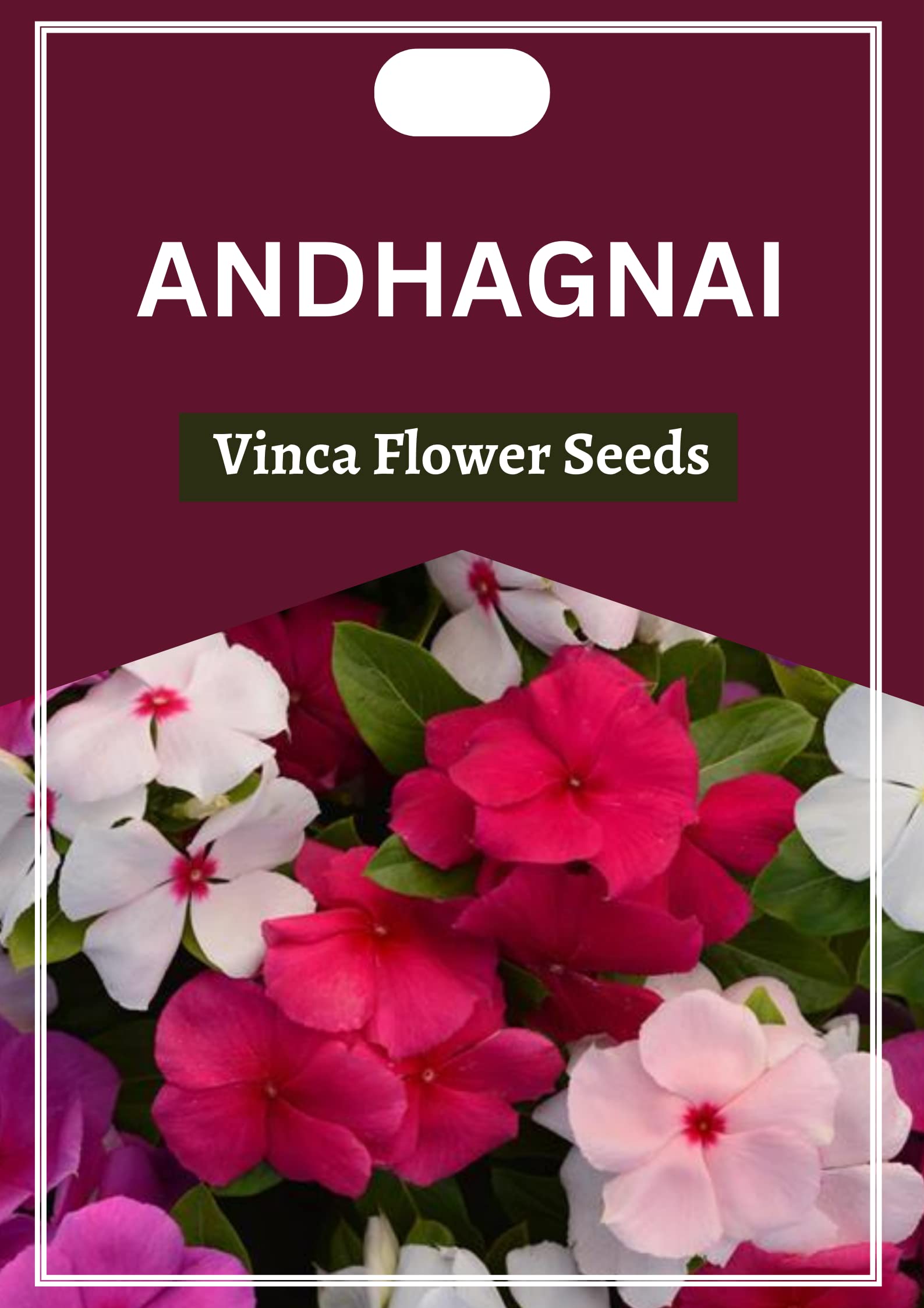 See full amazon price history chart for Andhagnai Greens Sadabahar Flower Seeds- Vinca Mix Pack Of 50 Seeds In Packet Andhagnai Greens Sadabahar Flower Seeds- Vinca Mix Pack Of 50 Seeds In Packet (B0BR5ZVH19) Amazon Price History, Amazon Price Tracker