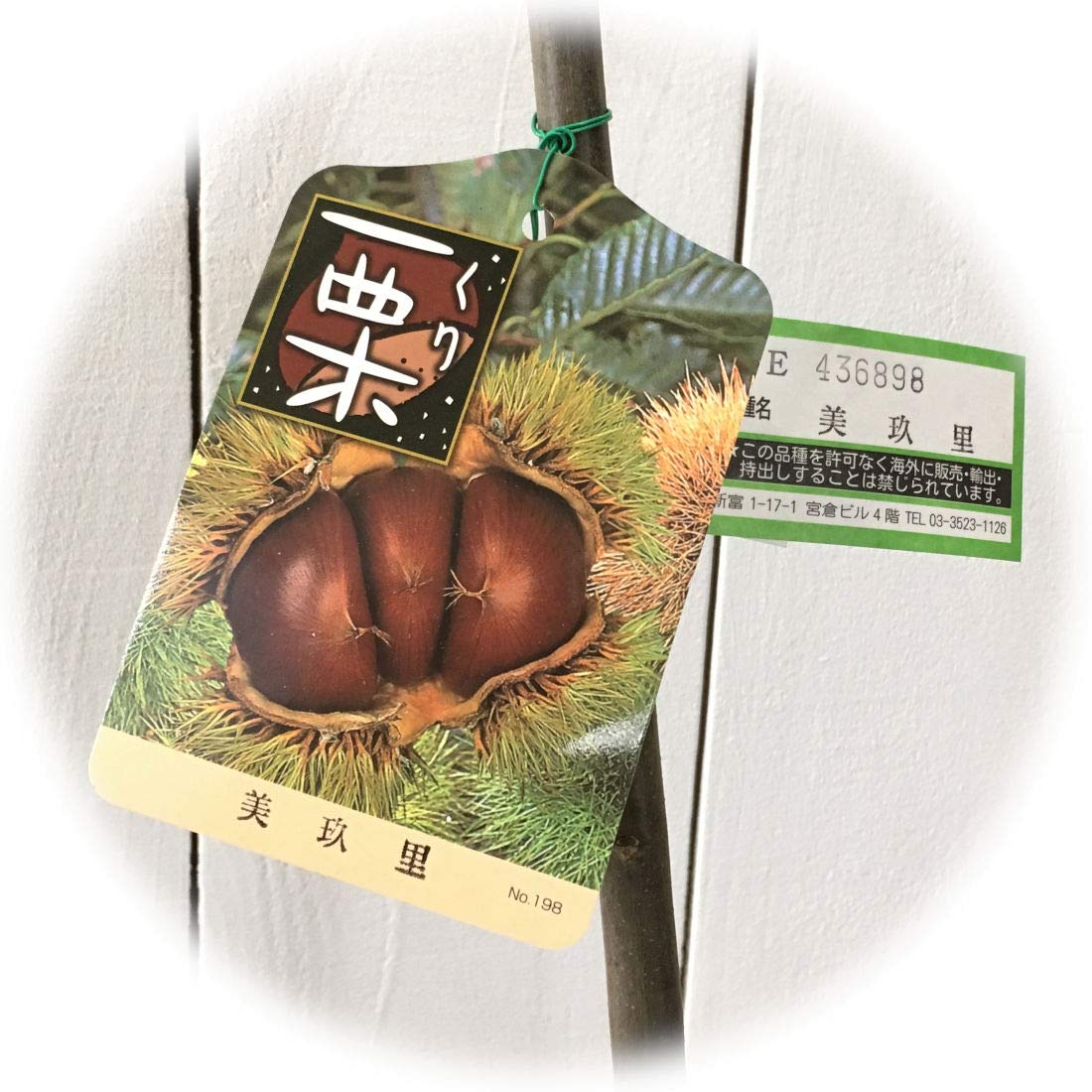 Amazon.co.jp: 栗 苗木 美玖里 (PVP) 13.5cmポット苗 みくり Amazon.co.jp: 栗 苗木 美玖里 (PVP) 13.5cmポット苗 みくり