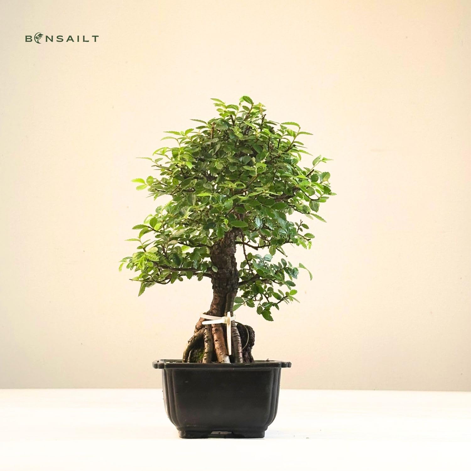 Ulmus parvifolia Bonsai auf Naturfelsen – Japanischer Import – Kunstvoll gewachsener Bonsai in Kunststoffschale – Rarität für Sammler.