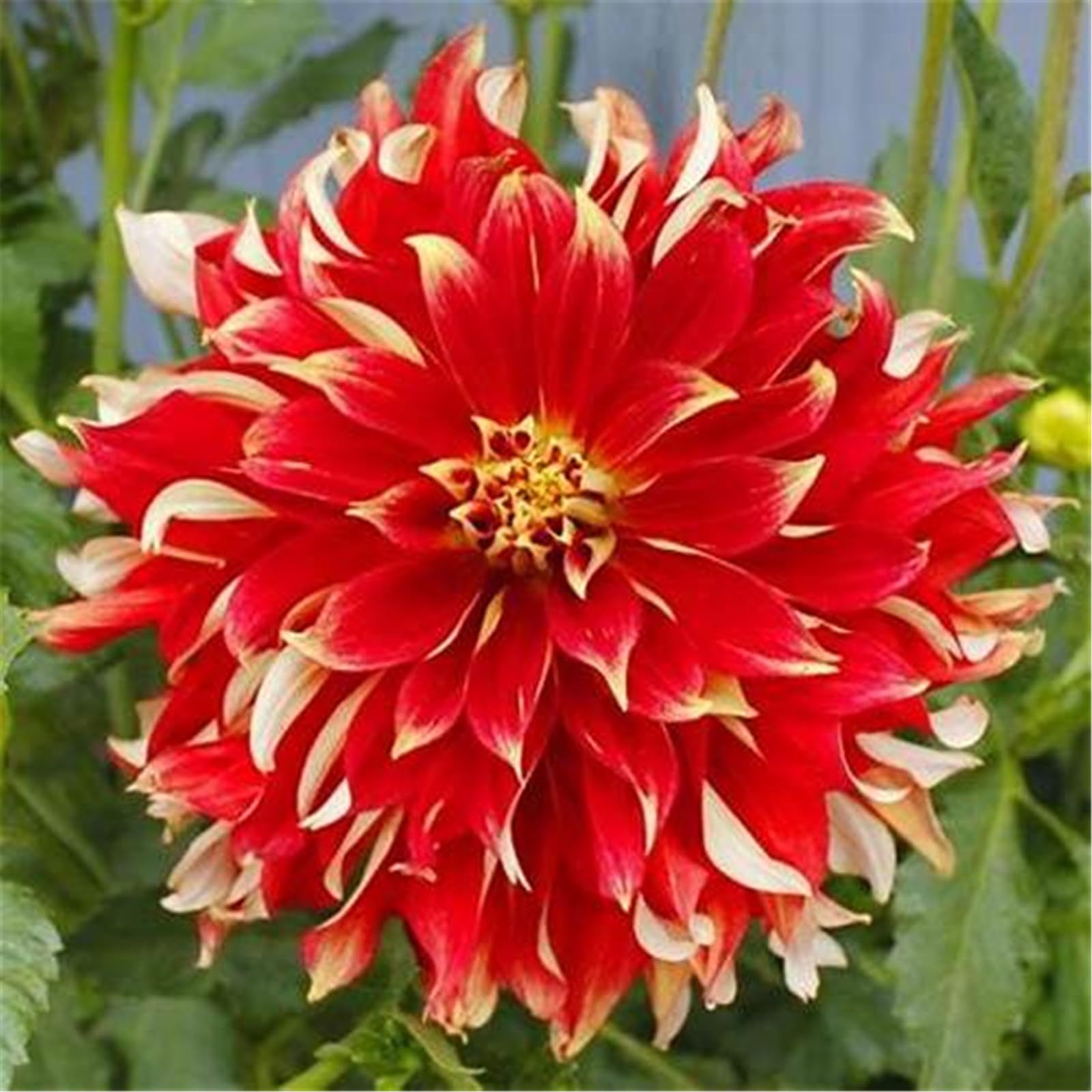 12 Bulbi Mughetto Perenni Resistenti - Fiori Invernali Per Giardino - Foto 6