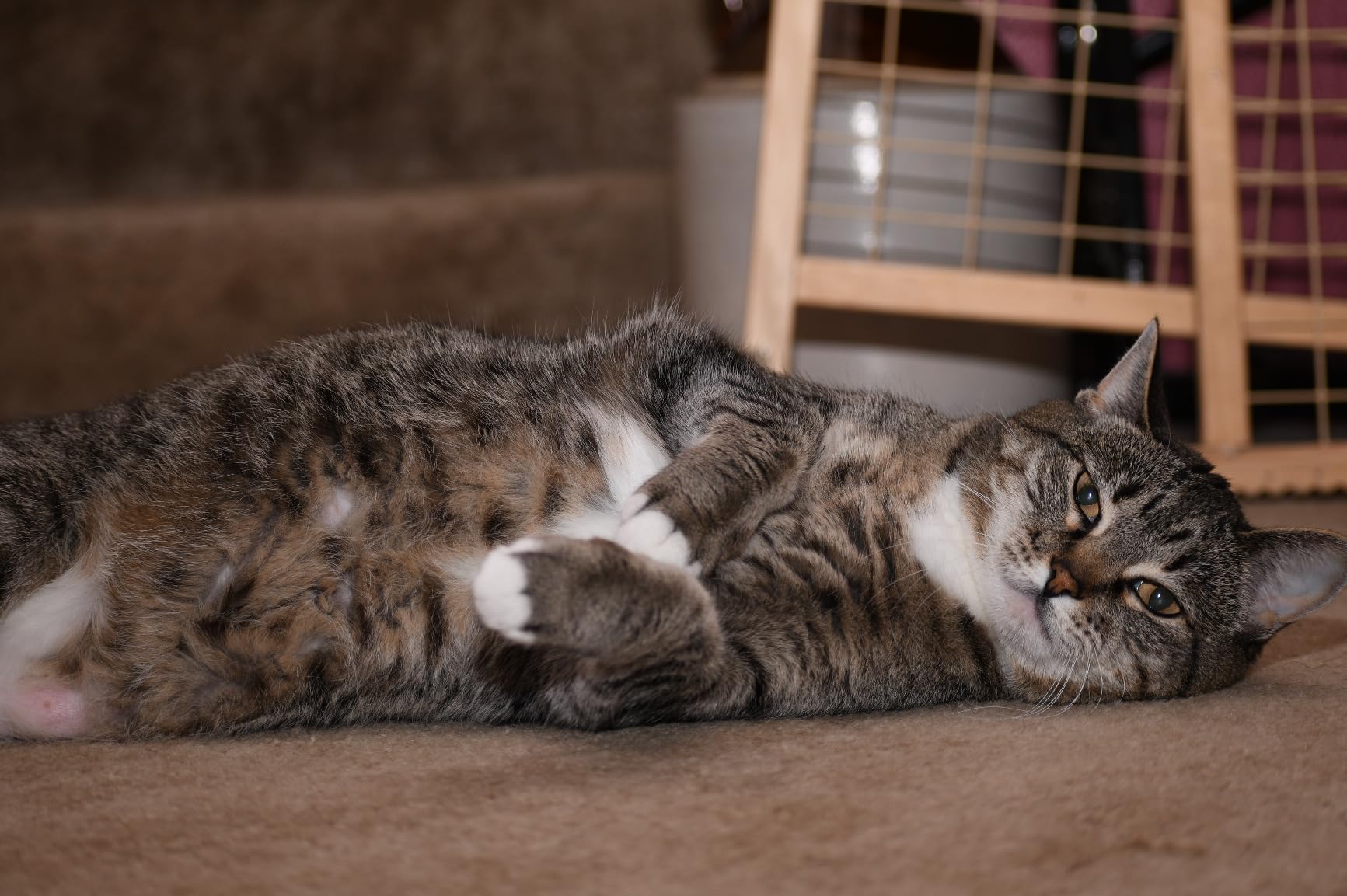 Wow!! Worth every penny!!