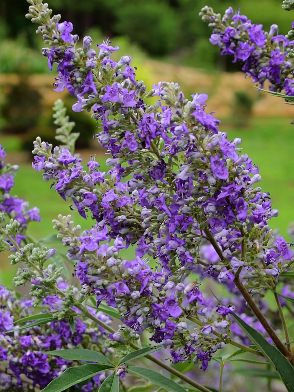 Vitex Delta Blues 7 gallon