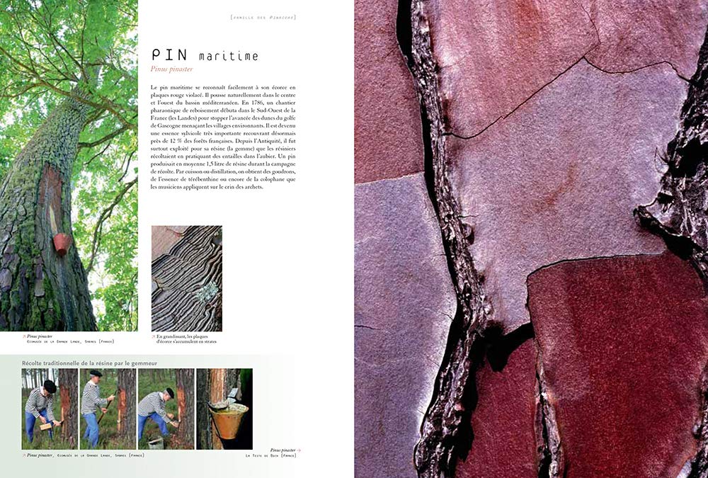 Ecorces: Voyage dans l'intimité des arbres du monde