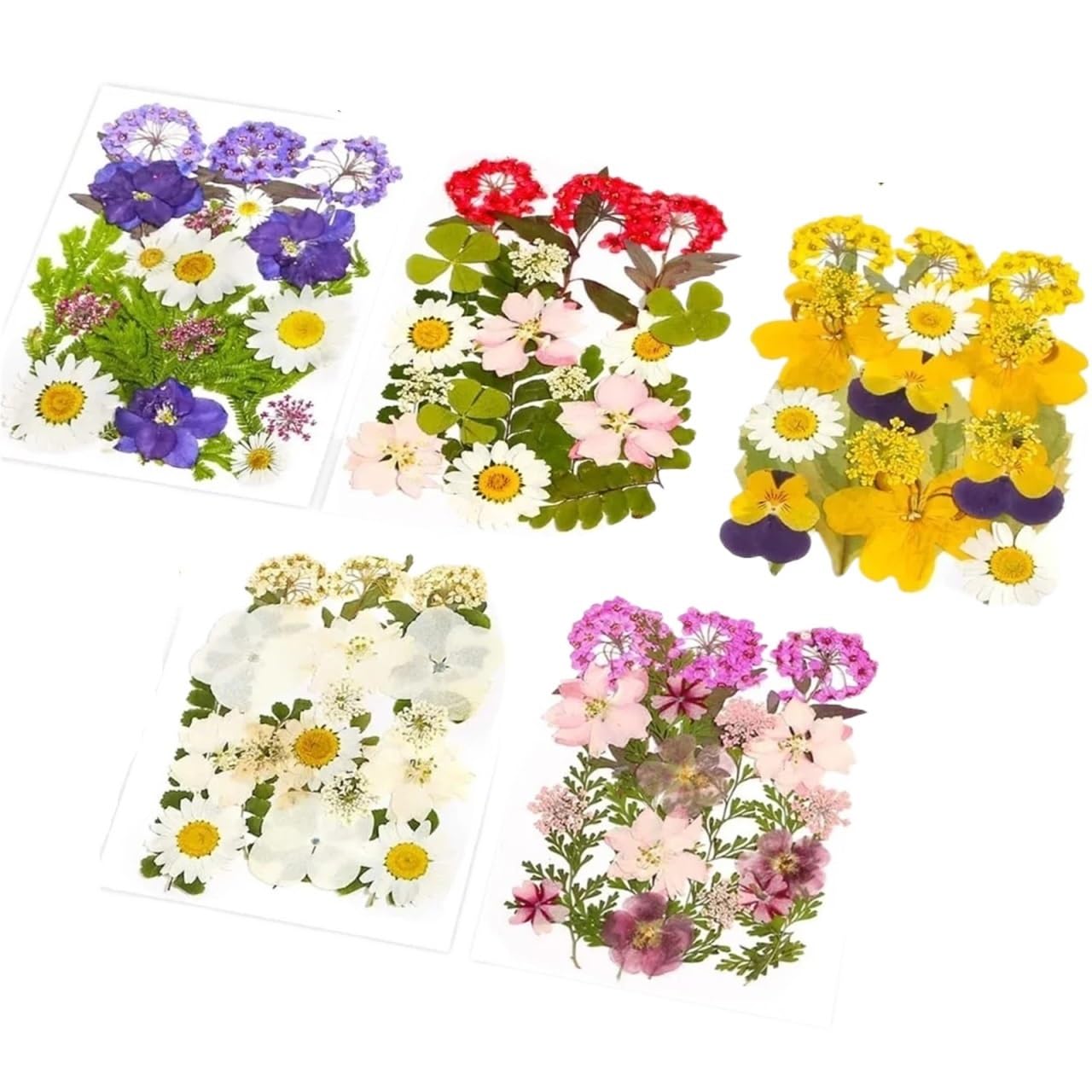 Fiori Pressati ed Essiccati 100 pezzi 5 fogli di fiori pressati secchi