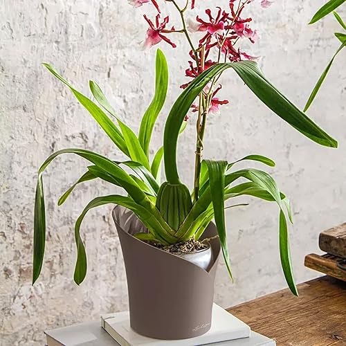 Miniatura 2 de Lechuza 13965 Orchidea - Maceta de riego automático para uso en interiores y exteriores, 7.2 x 7 x 7.7 pulgadas, color gris pardo