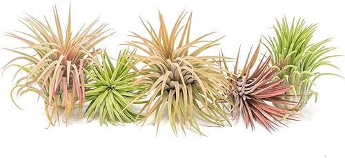 Air Plant Shop XL Tillandsia Ionantha Rubra - Venta al por mayor y a granel - Suculentas - Tillandsia vivo - Plantas de interior y exterior de fácil