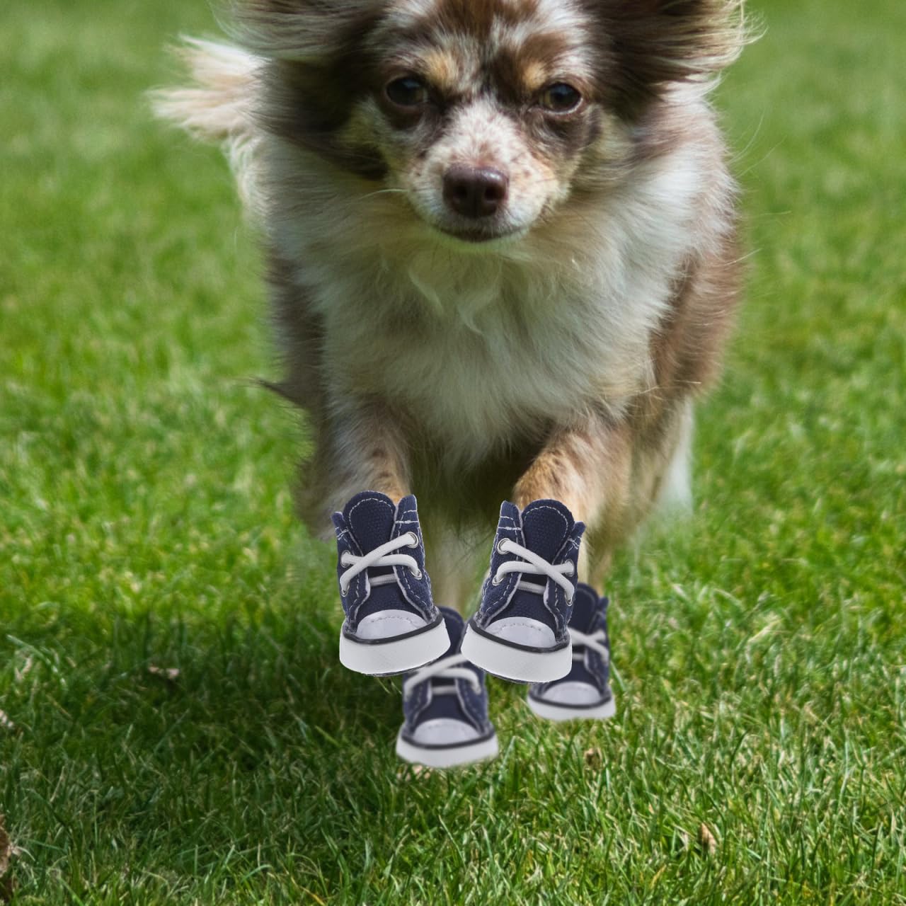 SUPVOX Lot de 4 chaussures décontractées à lacets pour chien de petite taille XS