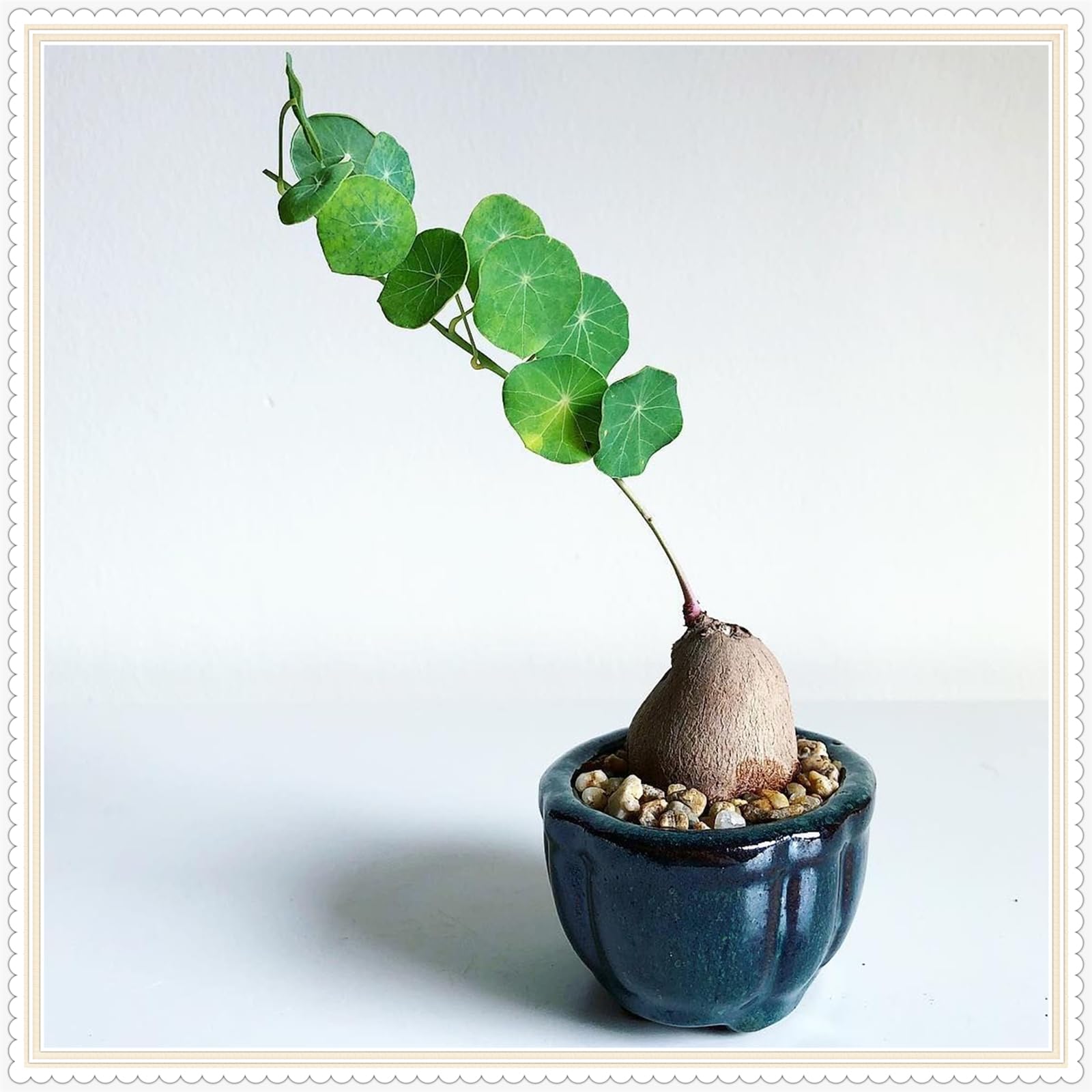 Stephania erecta Live Plant,Stephania erecta Bulb, Plants/Rhizome/Ornamental- Stephania erecta Bulbs, Rhizome Excellent Display Indoor Perennial Balcony Garden Bulbs -2Bulbs-I — image 1